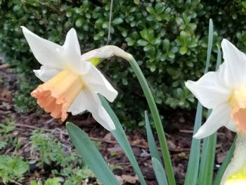 Close-up of flower blooming outdoors