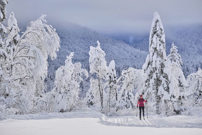 Female explorer skiing against trees covered with snow in forest