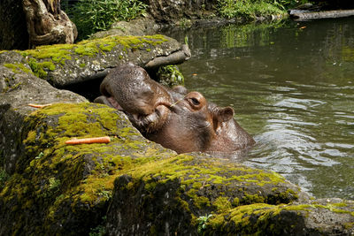 A hippo at taman safari indonesia, west java - indonesia.