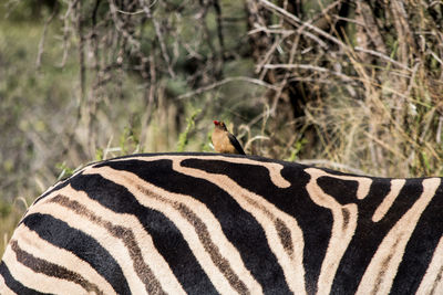 Close-up of zebra in a forest