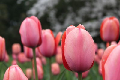 Close-up of pink tulips