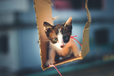 Kitten resting in hanging box