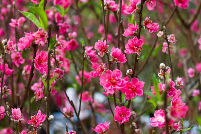 Close-up of pink flowers