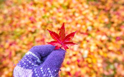 Close-up of maple leaf on field during autumn