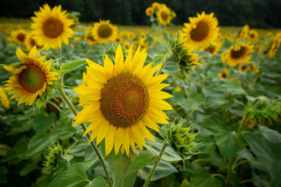 Close-up of yellow flowering plant