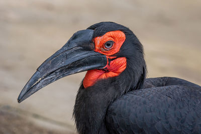 Close-up of a bird looking away