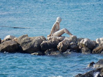 View of an animal on rock