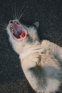 Close-up of a dog