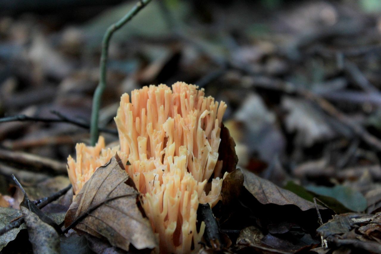 Ramaria flava