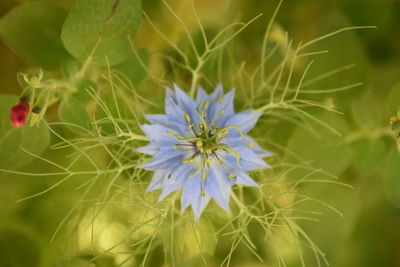 Close-up of white flowering plant