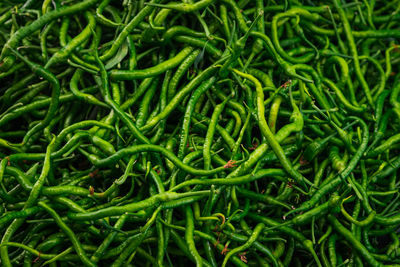 Close-up green vegetable for background, green pepper texture. green chili peppers 