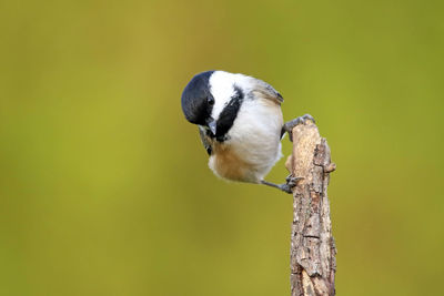 Close-up of great tit perching on plant