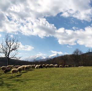 Sheep grazing on field against sky