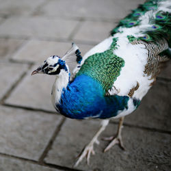 High angle view of peacock perching on wood