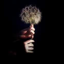 Cropped hand of woman holding dandelion against black background