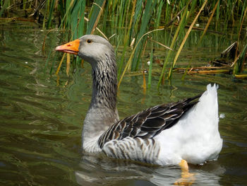 Side view of duck swimming in lake