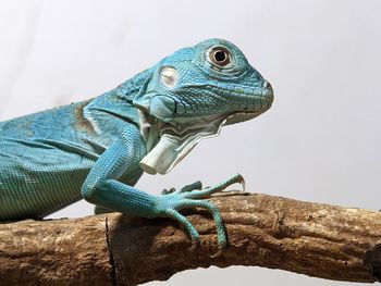 Blue Lizard