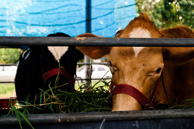 Cow in a pen