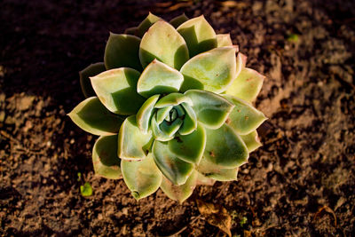 Close-up of succulent plant on field