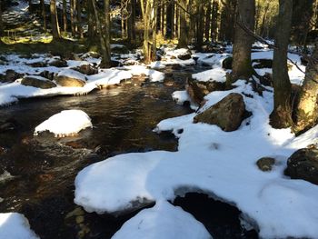 Snow covered trees in forest