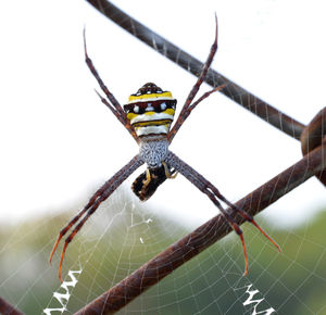 Close-up of spider on web