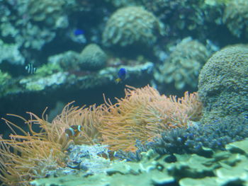 Close-up of fish swimming in sea