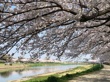 View of tree with lake in background