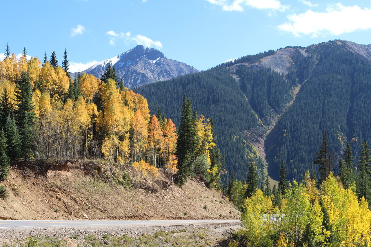 SCENIC VIEW OF FOREST