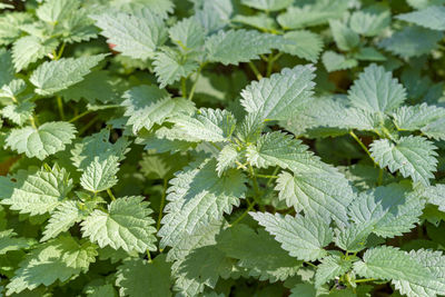 Full frame shot of leaves