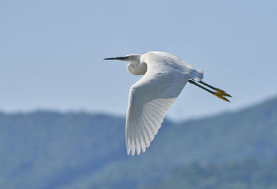 White egret flying 
