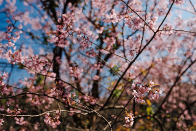 Low angle view of cherry blossom