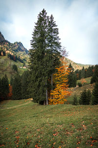 Trees on field against sky during autumn