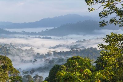 Scenic view of trees and mountains against sky