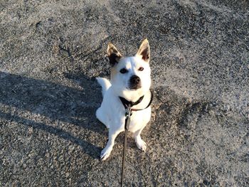 High angle portrait of dog sitting on field