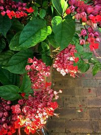 Close-up of pink flowers