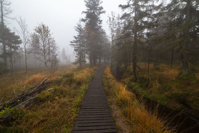 Dirt road amidst trees in forest against sky