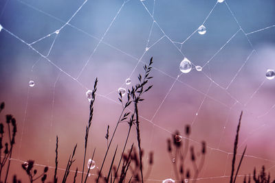 Close-up of spider on web