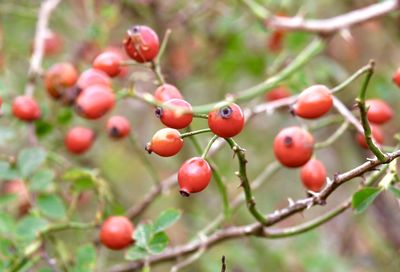 Close-up of berries growing on tree