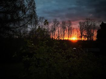 Silhouette trees in forest against sky during sunset