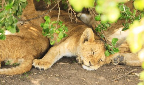 Cat sleeping in a plant