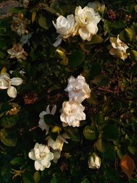 Close-up of white roses