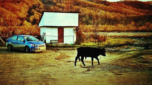 Horse walking on field