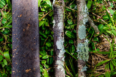 Close-up of fresh green plants in forest