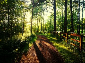 Footpath passing through forest