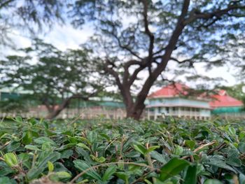 Plants and trees on field against sky