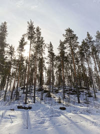 Trees on snow covered landscape