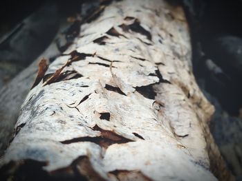 Close-up of tree trunk