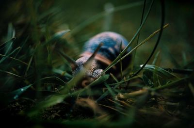 Close-up of snail on grass