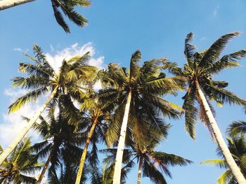 Low angle view of palm trees against clear sky