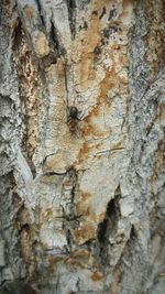 Close-up of tree trunk